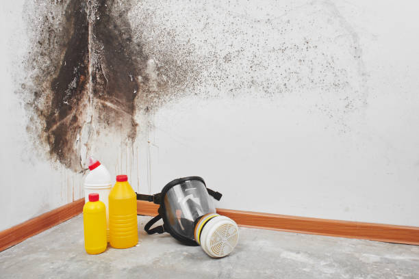 Best Home Mold Removal  in Clarendon, TX