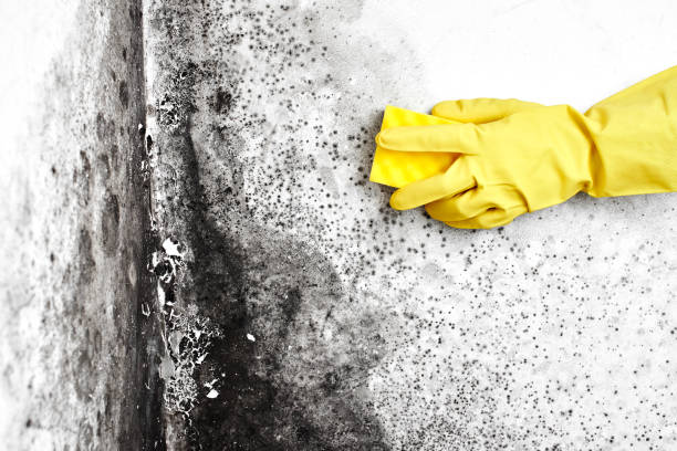 Best Affordable Mold Removal  in Clarendon, TX