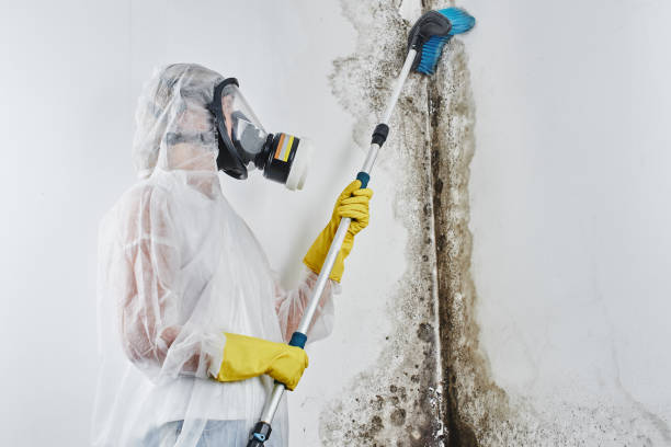 Attic Mold Removal in Clarendon, TX