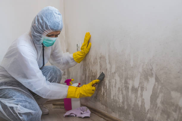 Mold Removal Process in Clarendon, TX