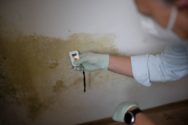 Best Mold Testing  in Clarendon, TX
