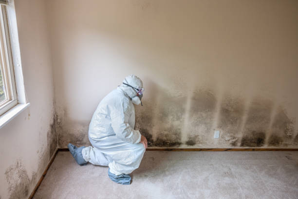 Best Professional Mold Removal  in Clarendon, TX