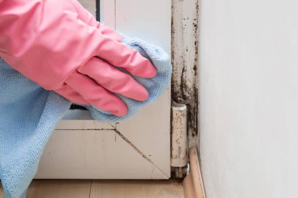 Best Mold Damage Repair  in Clarendon, TX